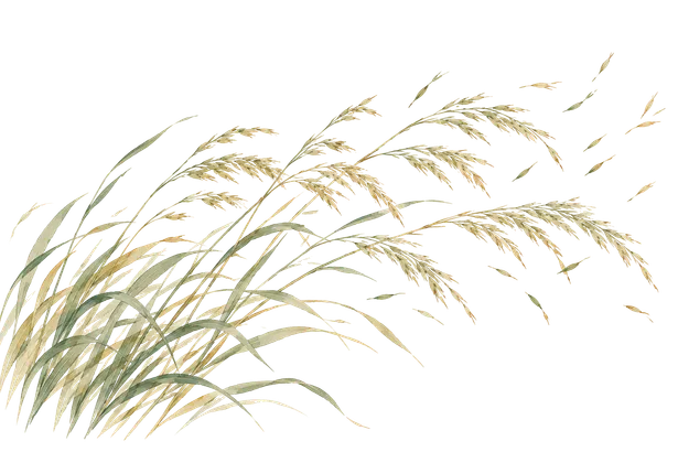 Tall grasses bending in the wind