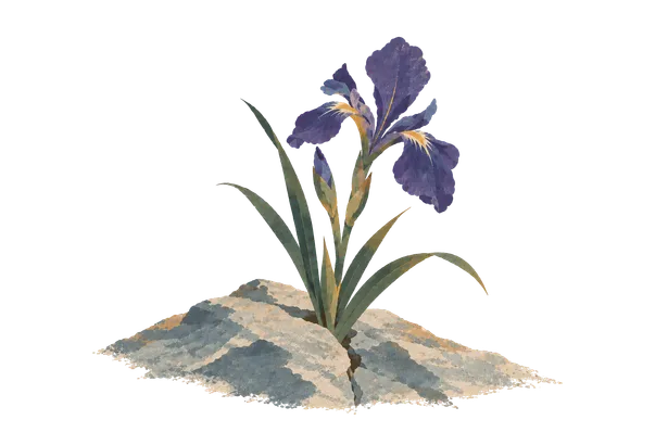 A purple iris growing from a cracked rock